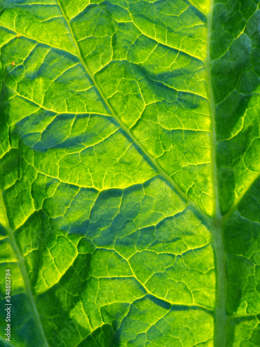 Liść - zielony motyw kadr pionowy
