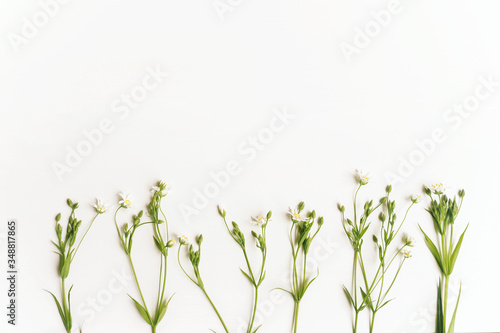 Beautiful floral border with herb and field flowers. Frame made of fresh wild flowers on white background. Flat lay, top view, copy space