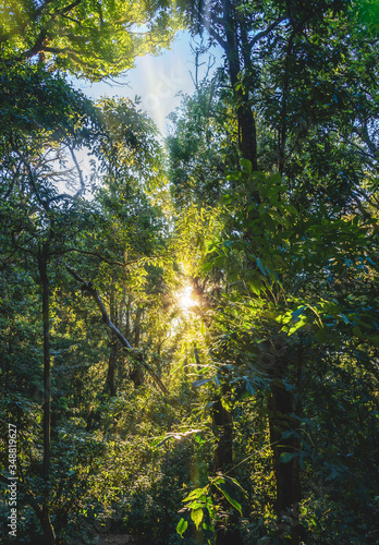 The light that shone through the trees in the forest