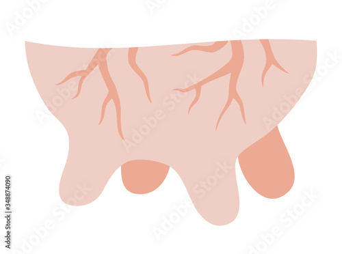 Isolated illustration of a cow udder on a white background