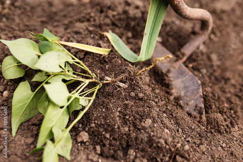 Manual weed control