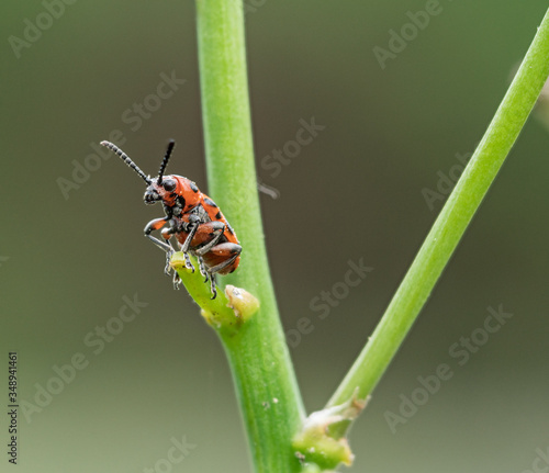 Spotted asparagus beetle on the asparagus sprout top. The main pest of asparagus crop.