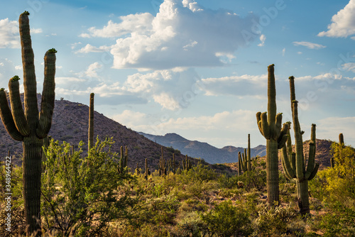 Saguaros at White Tank Mountain Regional Park in Waddell Arizona