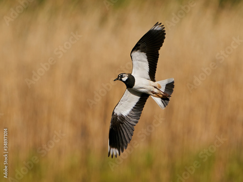 Northern lapwing (Vanellus vanellus) in its natural enviroment