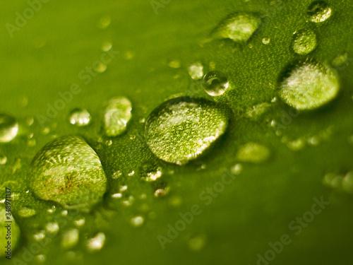  closeup of water drops on a green leaf