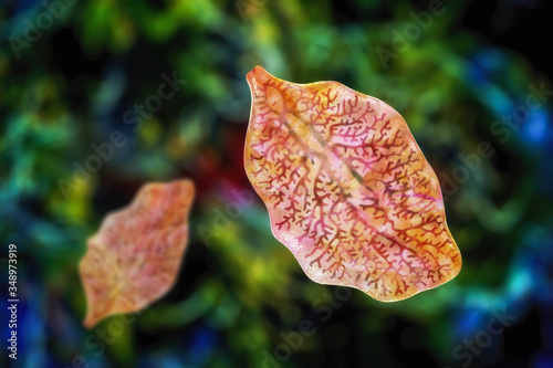 Fasciola hepatica, or liver fluke