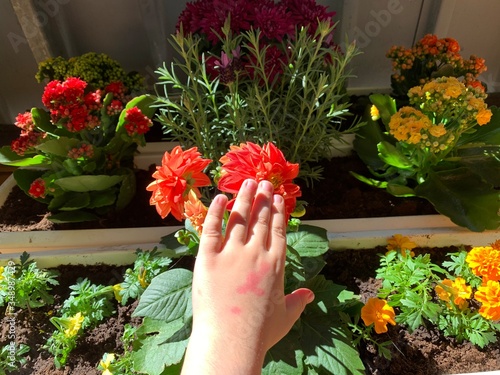 spring and flower colors,child's hand on the flower,many colors of flowers.