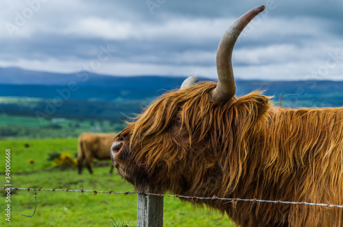 Scottish highland cow