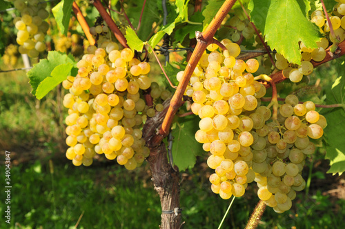 White wine grapes - Muller Thurgau or also Riesling Silvaner