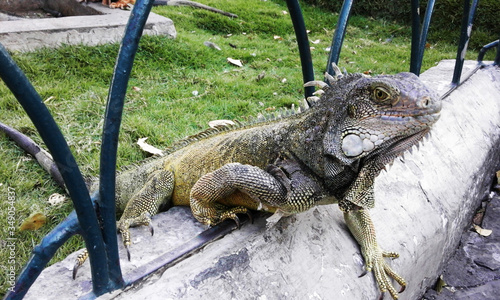 Iguana