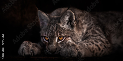 Lying and looking with luminous eyes, lynx on a black background, the head lies on its legs.
