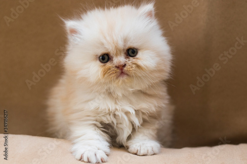 Persian cat pet portrait , closeup