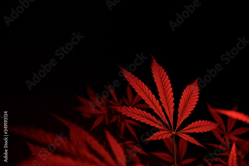 red marijuana leaf on black background