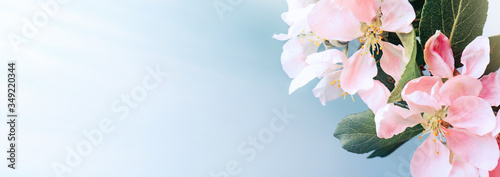Blooming pink apple tree branches at springtime. Spring border, web banner, background. Copy space.