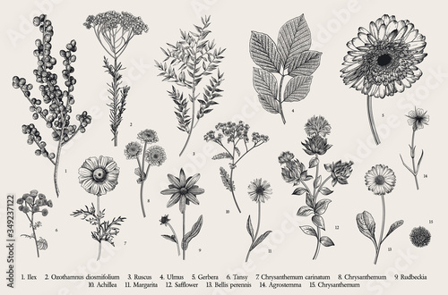 Vintage vector botanical illustration. Set. Autumn flowers, berry and leaves. Black and white