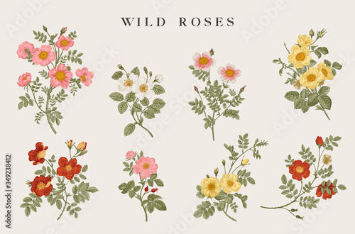 Wild roses. Yellow, red, pink, white roses. Botanical floral vector illustration.