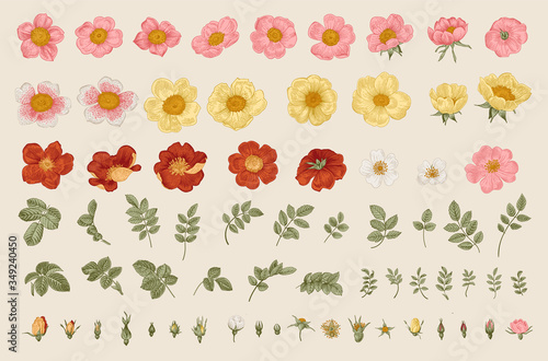 Wild roses. Independent floral elements. Flowers, leaves, buds. Botanical vector illustration.