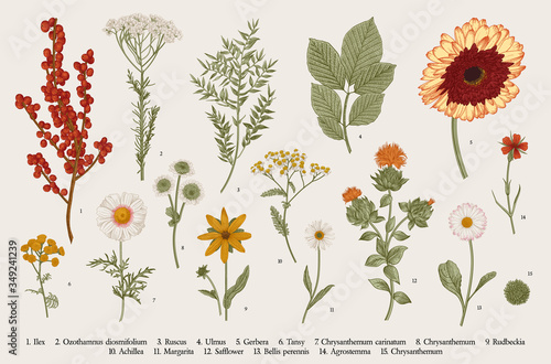 Vintage vector botanical illustration, Set, Autumn flowers, berry and leaves, Colorful