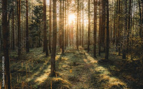 Moody forrest lanscape in Uppsala Sweden. This is a nature reserve near Uppsala that is beautiful.