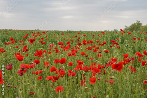 Beautiful big red poppy field in the morning sunlight. Gray clouds in the sky. Soft focus blurred background. Europe Hungary