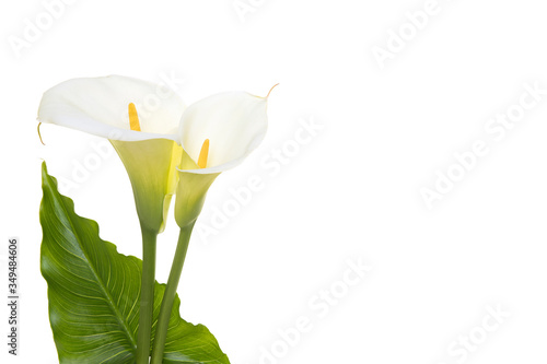 Two blooming cala lilly flowers with green leaf isolated on a white background