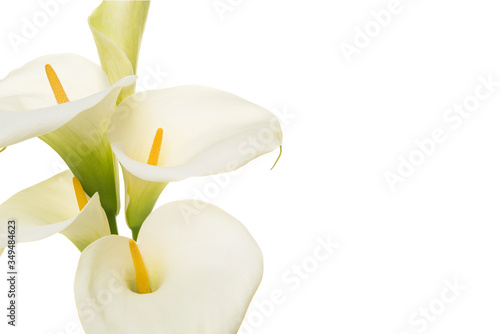 Close-up of a bouquet blooming calla lilly flowers isolated on a white background with copy space