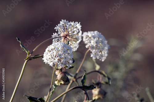 Sweet Sand Verbena or Cottonball blooms in the high desert of New Mexico in spring