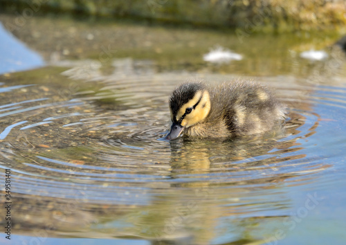 pato pequeño ánade azulón en el estanque del parque Mallard (Anas platyrhynchos) Marbella Andalucía España 