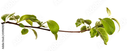 Apple tree branch with leaves on an isolated white background, closeup. Young sprouts of a fruit tree, isolate