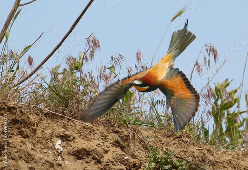 European bee-eater in flight, Merops apiaster