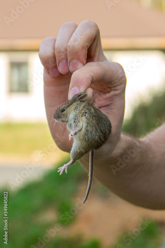 Man hand hanging and showing caught field or house mouse