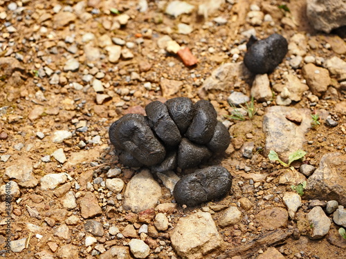 heces de caballo en suelo de tierra marrón y piedras en la alta montaña