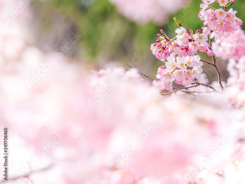 桜 cherryblossom 