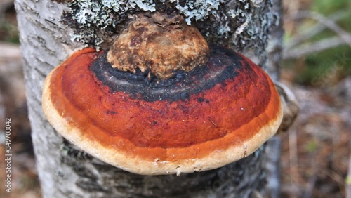 red belted conk Fomitopsis pinicola