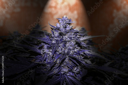 Large bud of purple medical cannabis, trichome closeup, great detail of marijuana