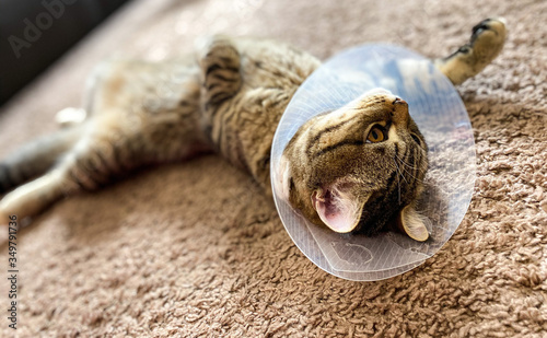 Playful tabby cat, breed Scottish, in a postoperative collar / cone.