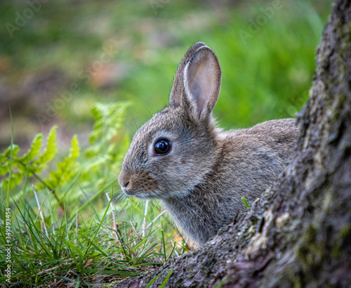 rabbit in the forest