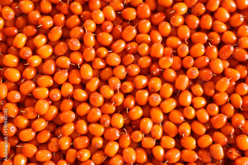 sea buckthorn harvest ripe wild berry as background