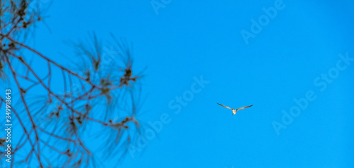 Seagull Flying At Sanibel Beach, Florida