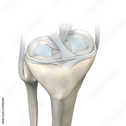 Knee joint, menisci and ligaments, medically 3D illustration