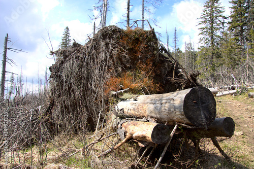 Fallen tree