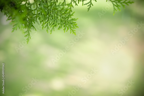 Beautiful attractive nature view of green leaf on blurred greenery background in garden with copy space using as background natural green plants landscape, ecology, fresh wallpaper concept.