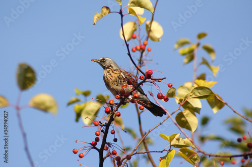 Fieldfare bird in the fall