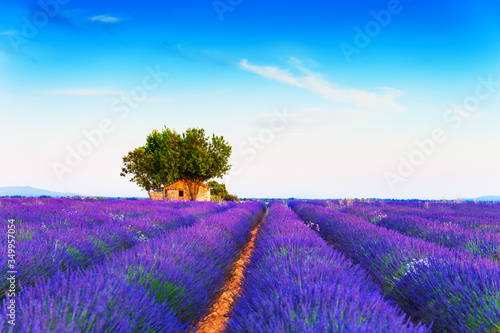 Old house in lavender field at sunset near Valensole, Provence, France. Selective focus. Beautiful summer landscape.