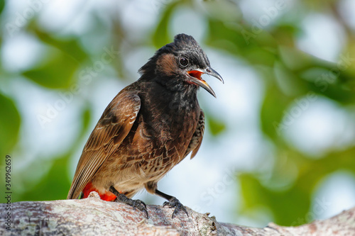 Red-vented bulbul (Pycnonotus cafer) sitting on a tree