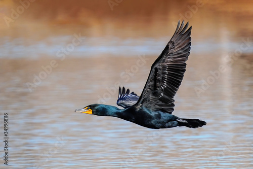 Double-crested cormorant flying low above the water