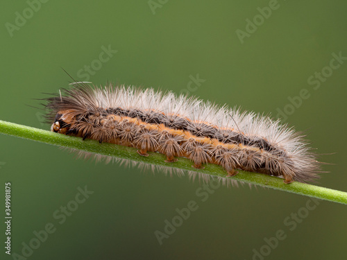 P1010011 Cisseps fulvicollis yellow-collared scape moth caterpillar cECP 2020