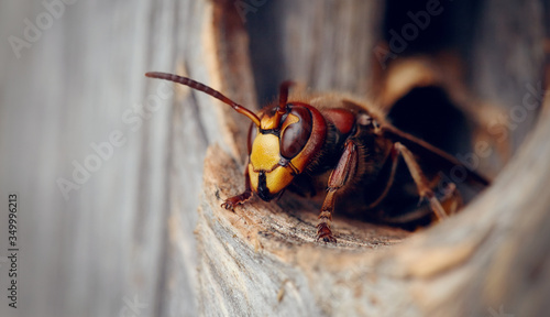 Portrait of a big wasp - a hornet about an entrance to a nest.