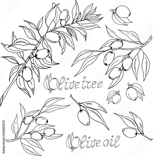olive tree clipart olive oil artline branch with olives olives with leaves olivet