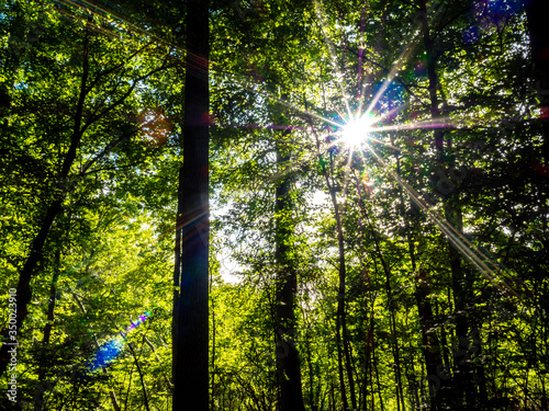 forest in the national wildlife refugee in late spring with sun star